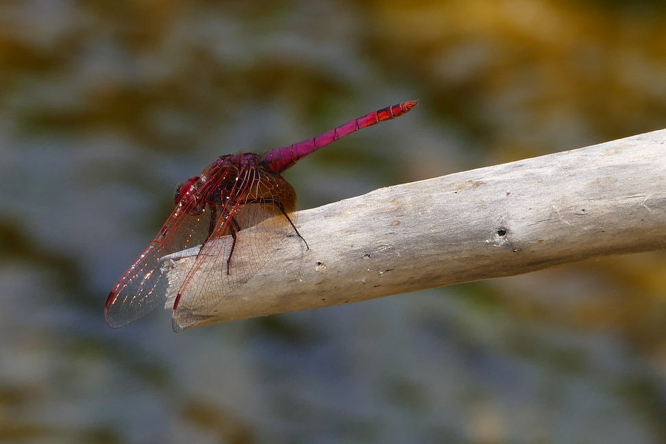 Dragonflies of Rhodes Island (Greece)  -NEW-